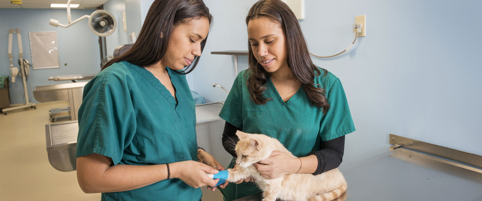 Cornell sets the bar for training veterinary techs in 