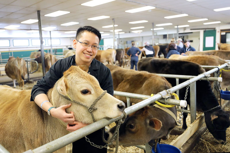 Graduate Ryan Yang working with cows