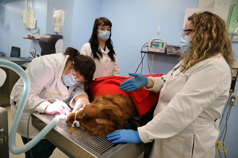Students performing procedure on sedated dog