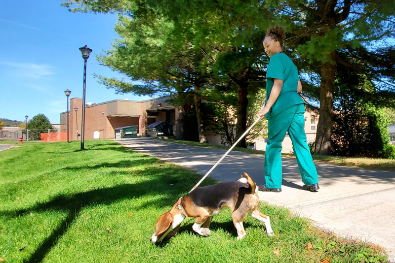 Student walking a dog