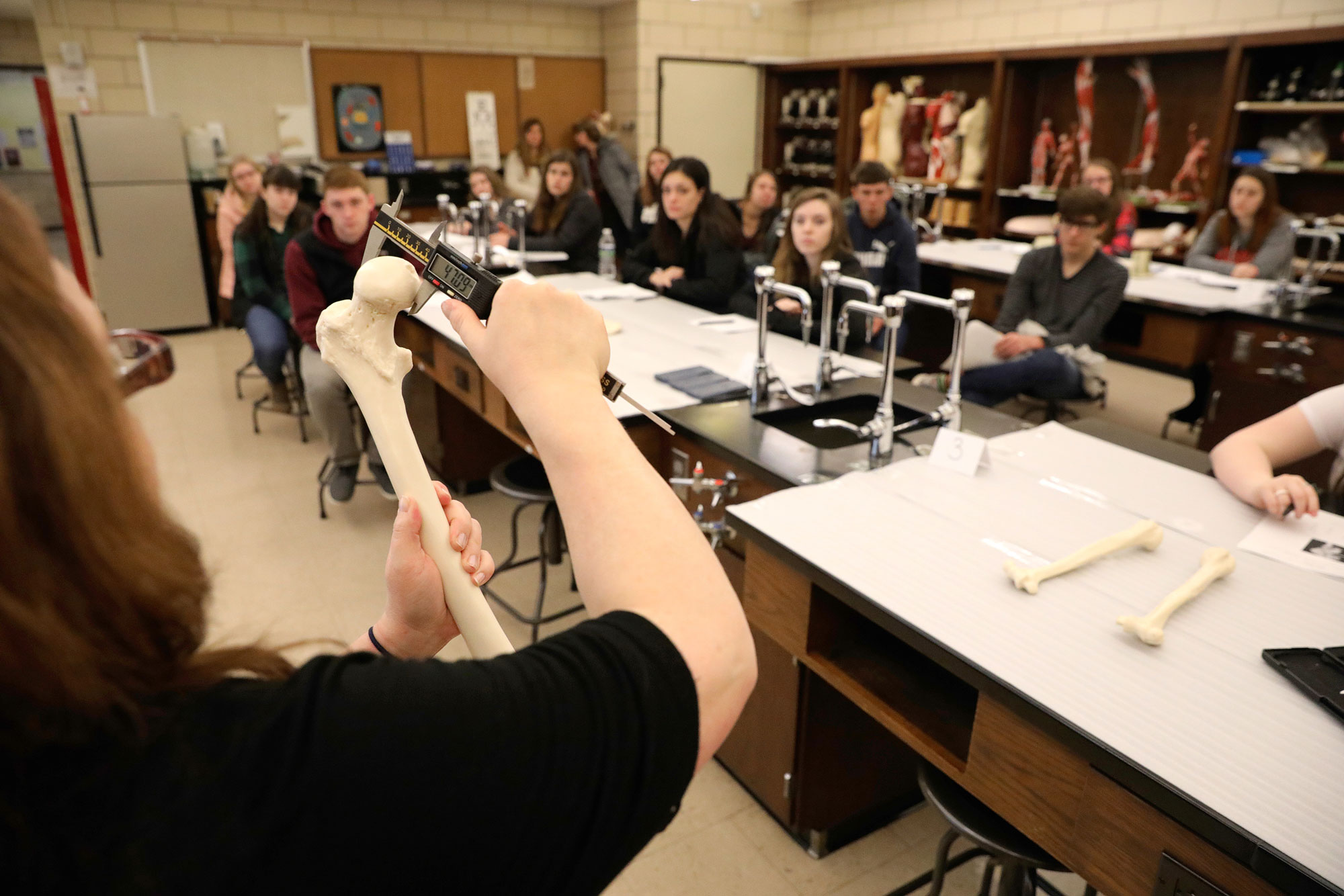 Teacher measuring femur bone while students watch