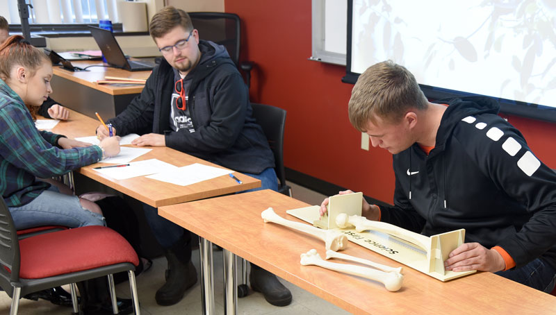 Students studying bones in lab