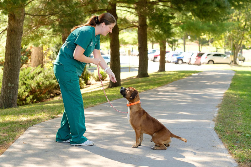 Student training dog