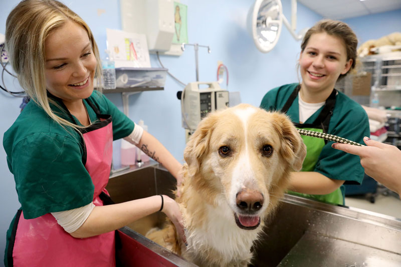 Students smiling with yellow and white dog