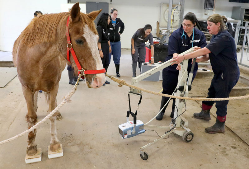 Students working with horse