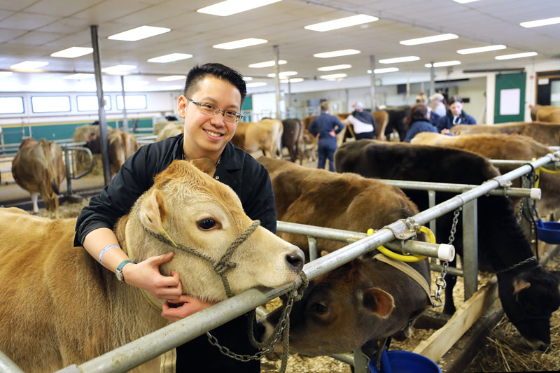 Smiling student holding cow in barn