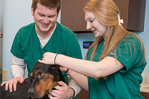 Students performing a medical examination of a dog