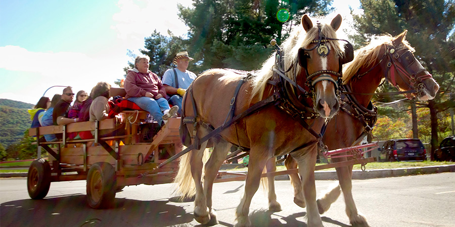 Horse carraige rides at Family Weekend