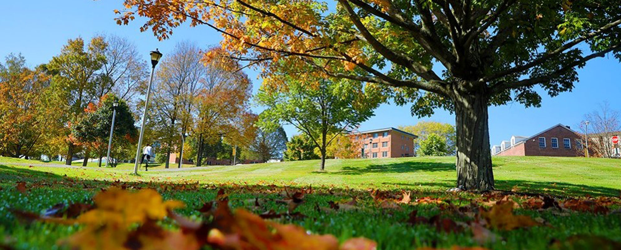 Fall leaves changing colors on campus